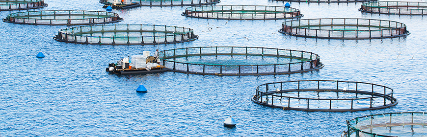 Acquacultura “Blue Day”, Stati Generali della pesca e dell’acquacoltura