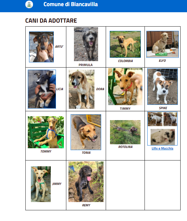 CANI-DA-ADOTTARE Biancavilla, le foto dei nuovi cani da adottare