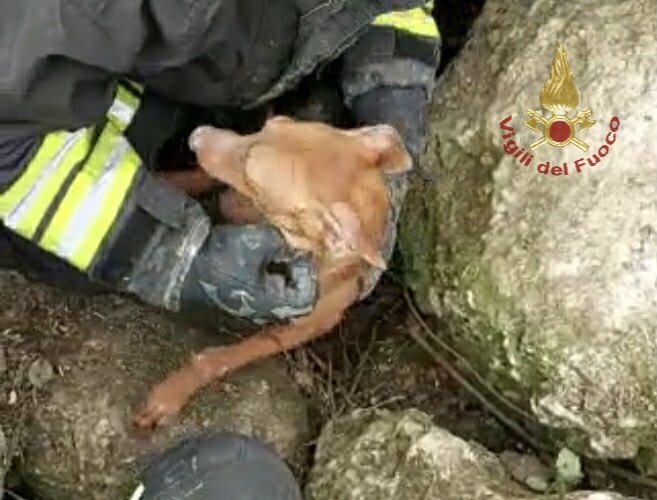 Cirneco-Rocco Vigili del Fuoco salvano Rocco, un bellissimo cirneco