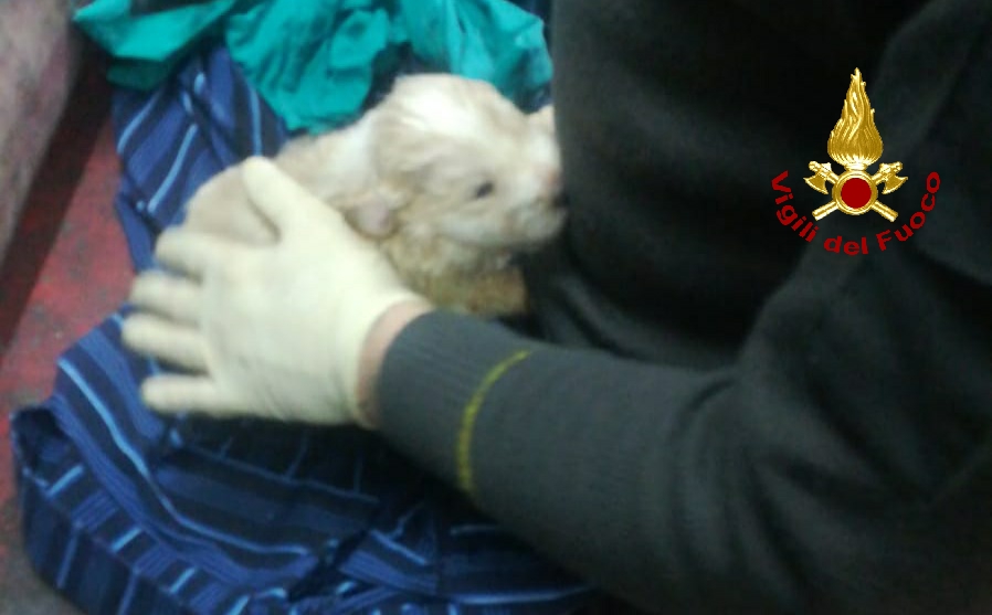 Cuccioli-di-Cane-Mineo-2021-03-06-21-32-39 Mineo, Vigili del Fuoco salvano due cuccioli di cane – FOTO
