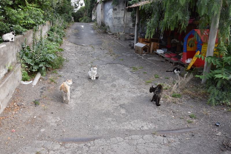 Giallo gatti via Curia, dove il felino torna ma i conti no!