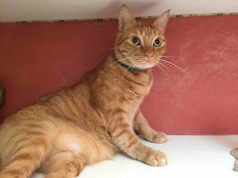 Gatto-in-pericolo-in-proprieta-altrui Gatto in pericolo in proprietà altrui: responsabilità proprietario, oneri amministratore condominio e comportamento da tenere da parte dei volontari