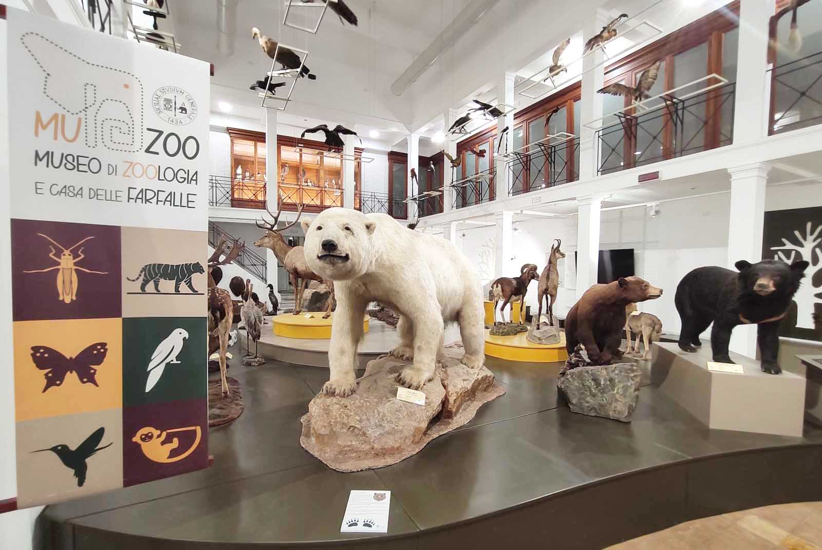 Un tè al Museo di Zoologia, venerdì incontro sulla tutela degli habitat costieri