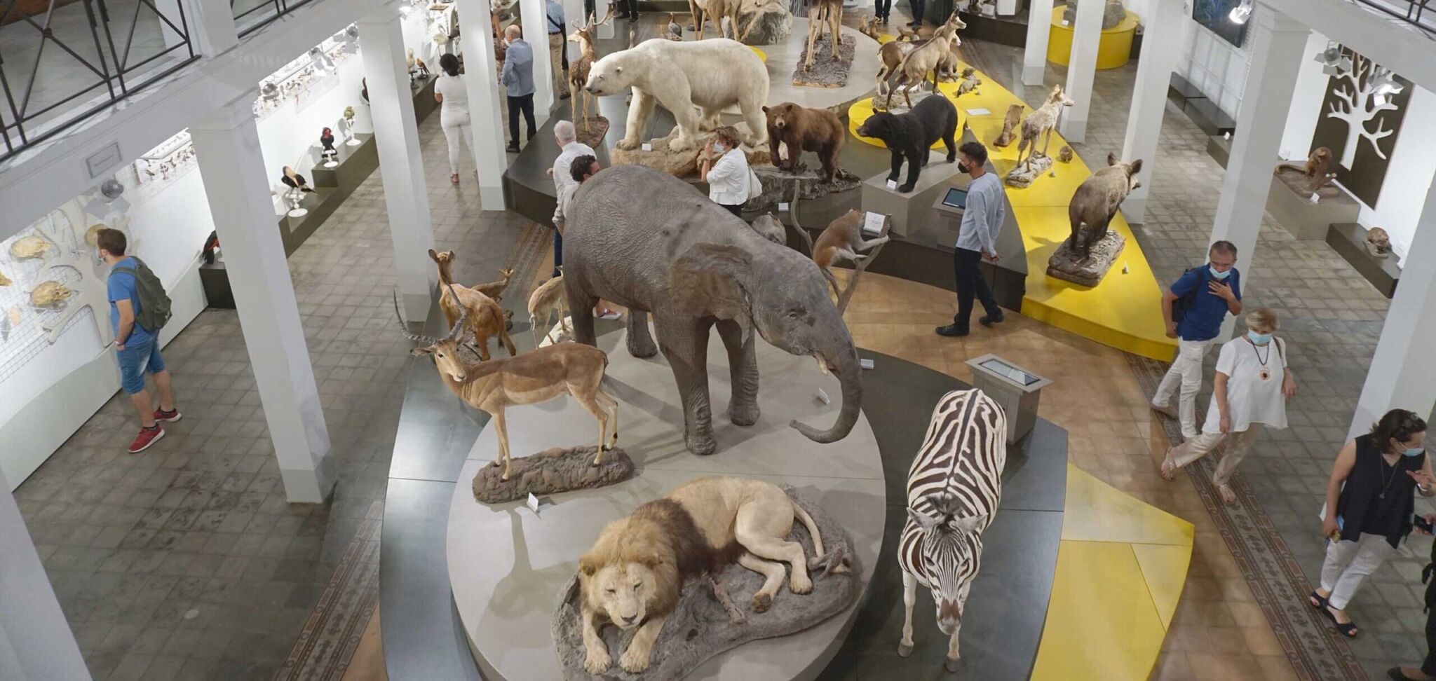 Museo di Zoologia di Catania: animali domestici e “mostri” mitologici