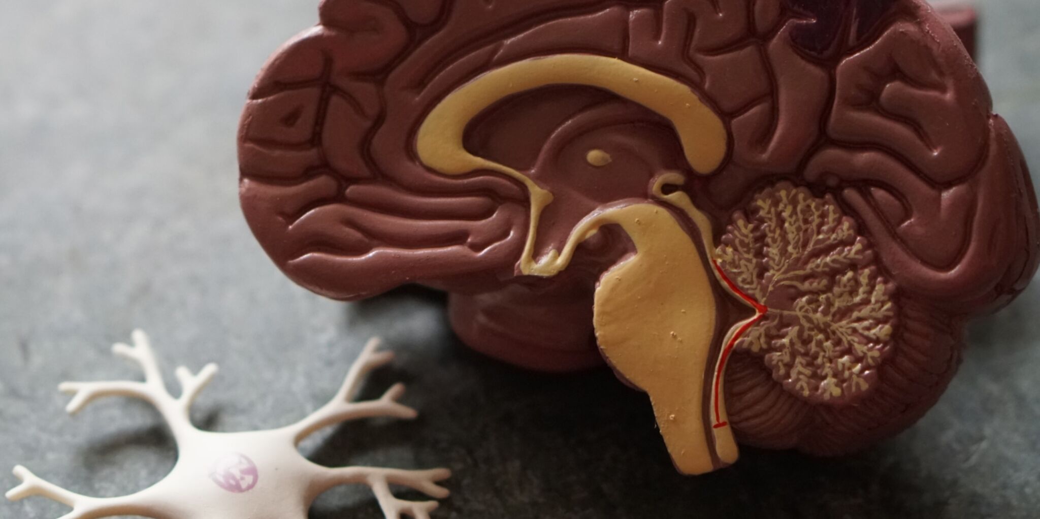 Torre Biologica Unict: lo studio delle malattie neurodegenerative