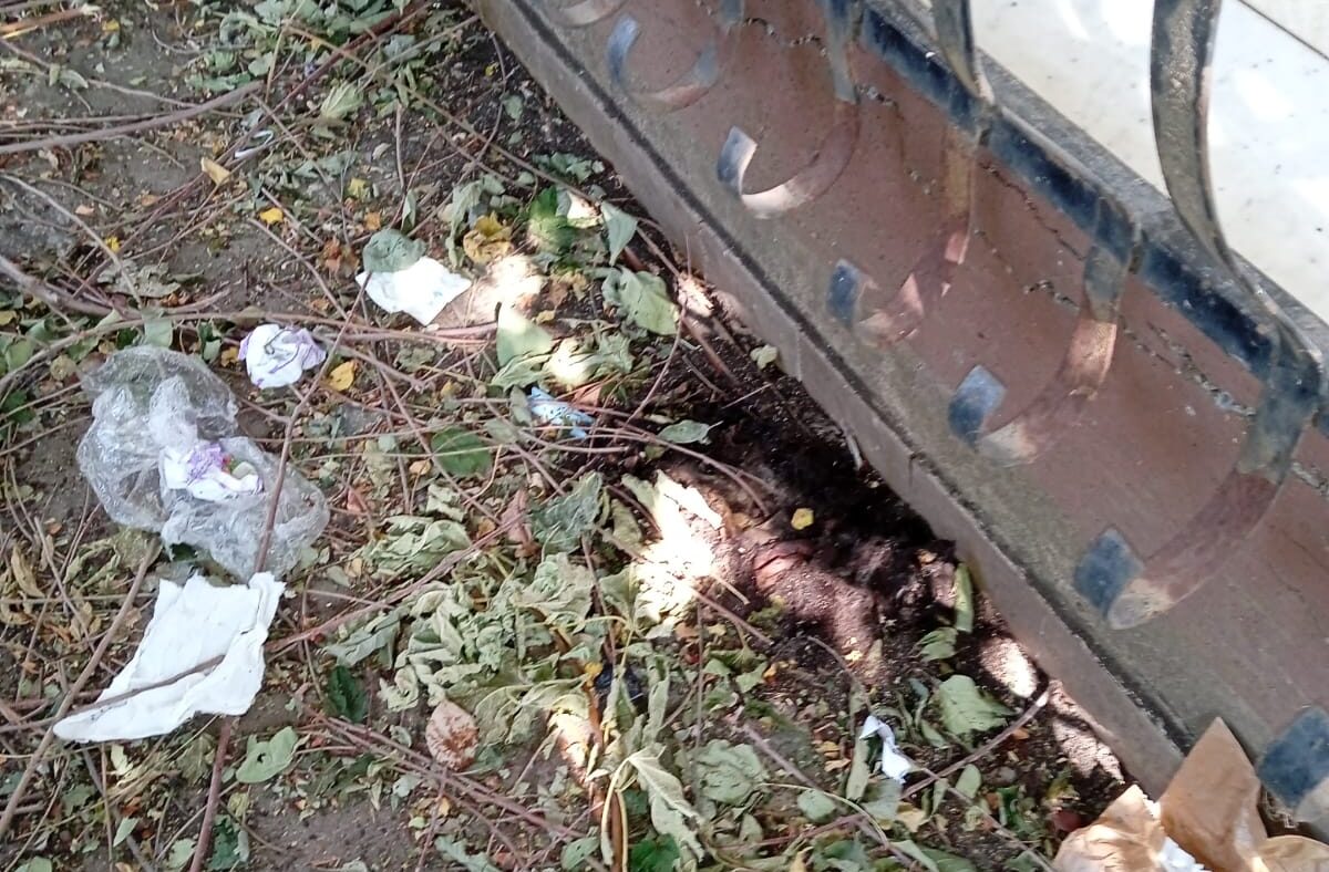 Giarre, decine di gatti uccisi: una strage che dura da anni