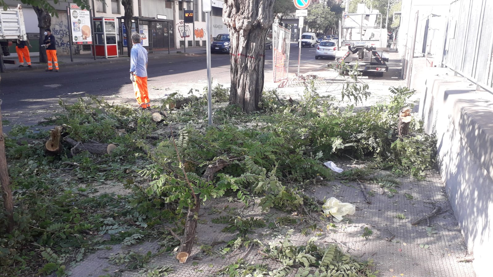WhatsApp-Image-2020-10-19-at-15.29.02 Alberi capitozzati da Multiservizi, la denuncia di un cittadino