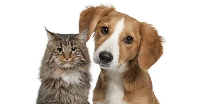 Giarre, domenica la “Benedizione degli animali”