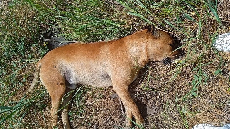 Cane di quartiere avvelenato a Scordia, denuncia del Partito Animalista Italiano