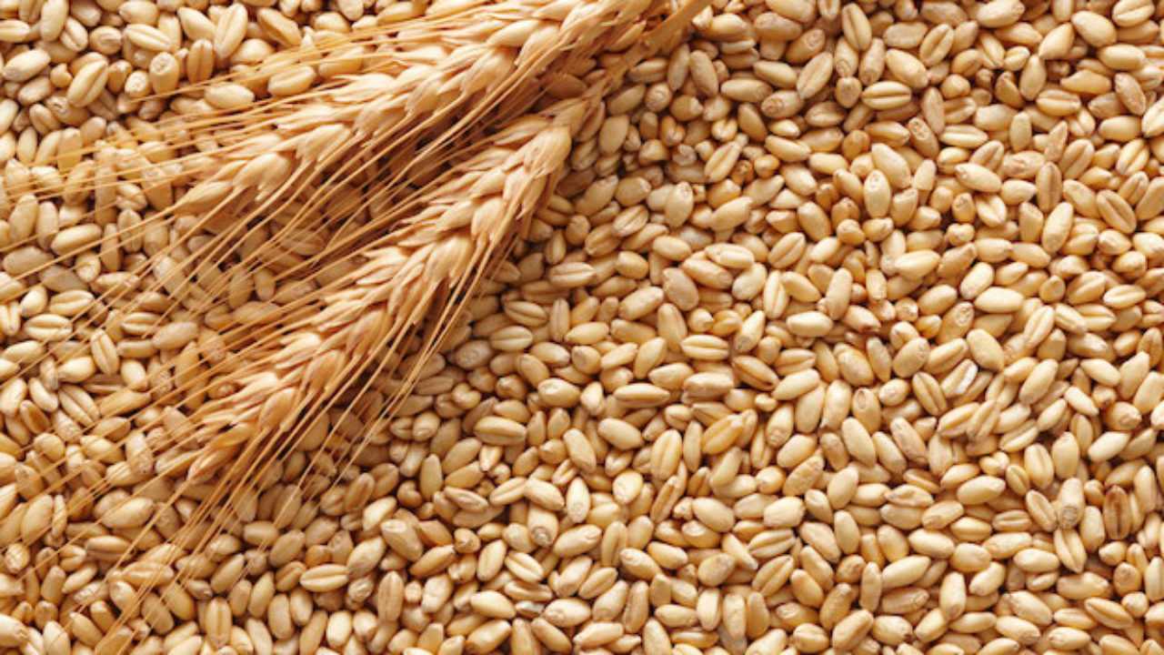grano-duro-e-grano-tenero-differenze-1280×720-1 Sammartino: “La Regione punta al marchio Dop per la pasta di grano duro siciliano”