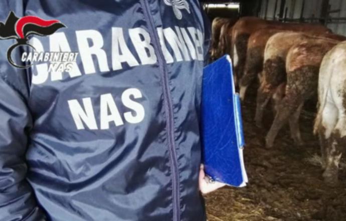 Nas Catania, sequestrati allevamenti suini e ovini non conformi