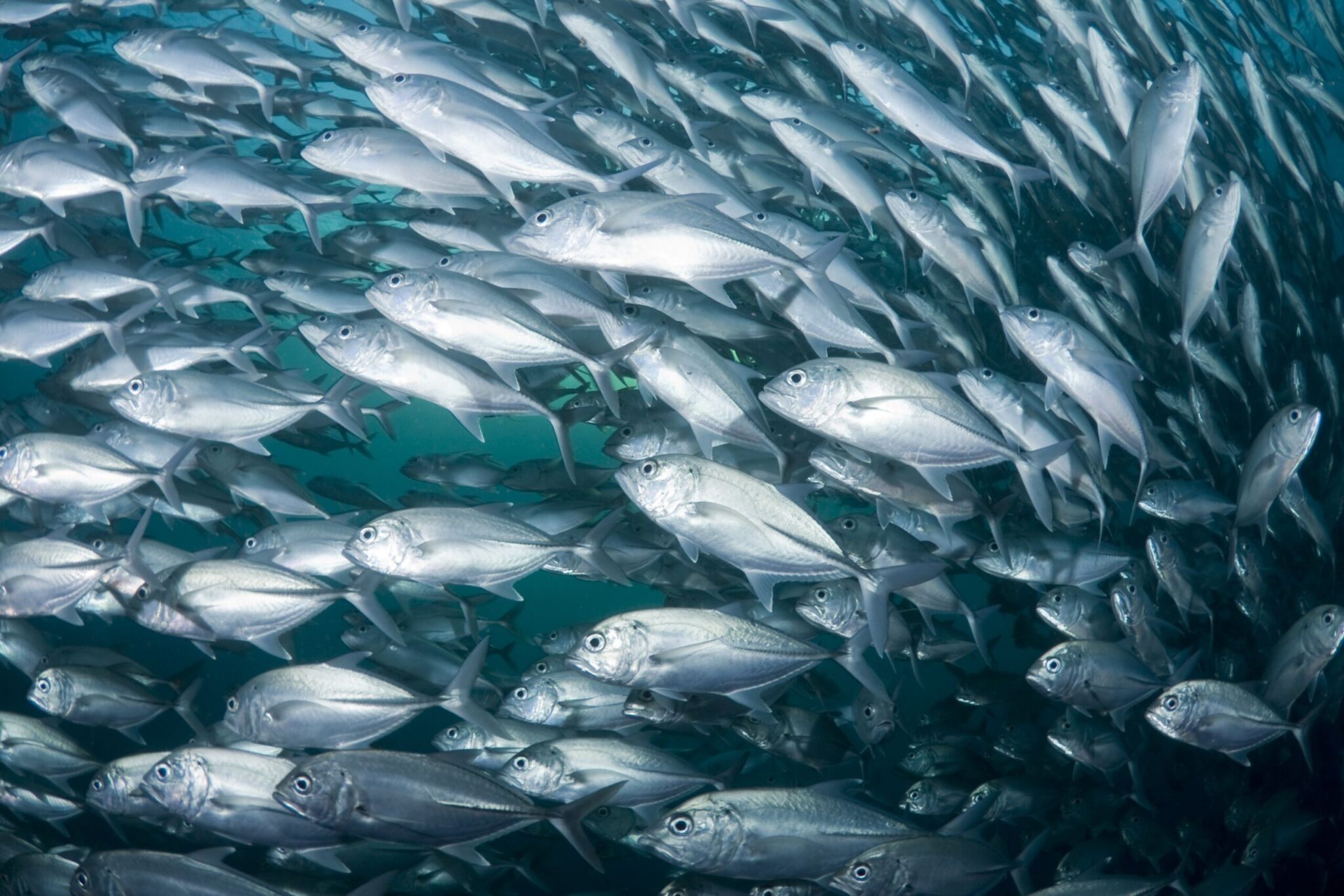 pesci-mare-pesca-2-scaled Pesca, Sammartino: “Bando da 14 milioni per le imprese per i costi causati dalla guerra”