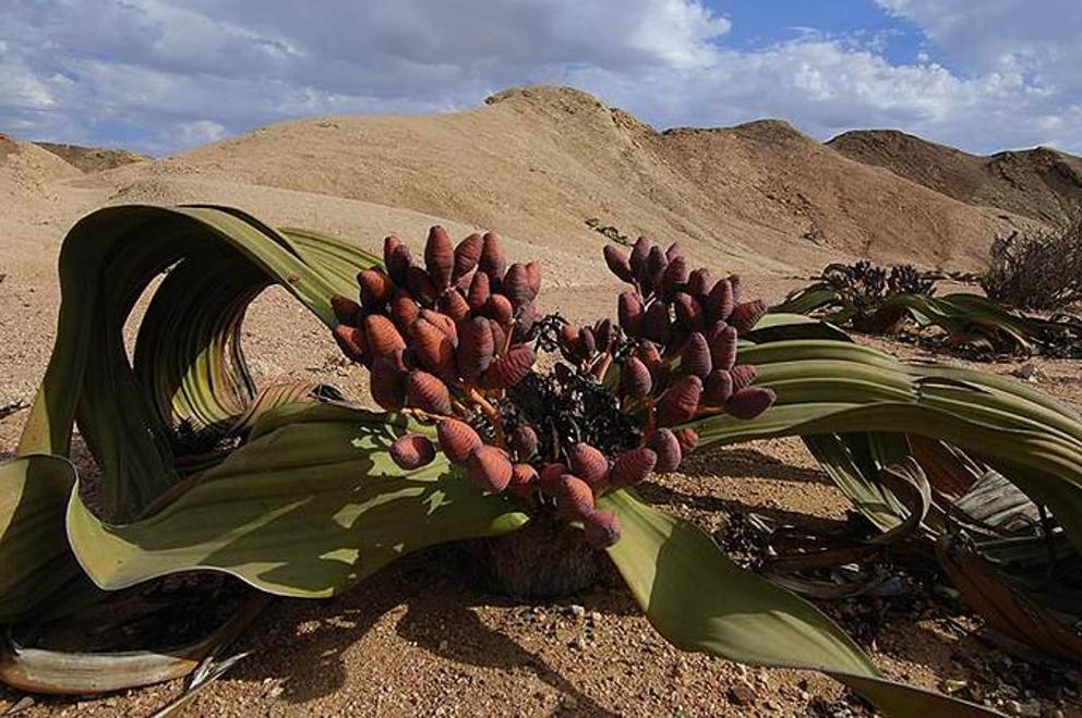wel_MGZOOM Catania, Guardia di Finanza ed Unict contrastano il commercio illegale di specie vegetali in pericolo di estinzione