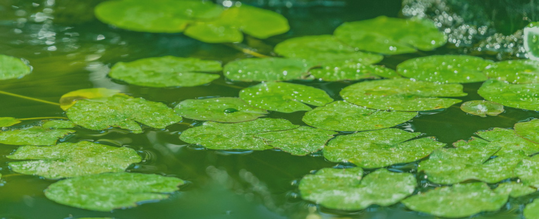 Visite guidate all’Orto Botanico di Catania