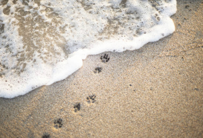 Crematorio animali domestici Verso l’ok ad un nuovo crematorio per animali