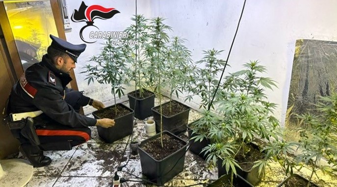 marijuana Coltivavano marijuana in una casa in disuso
