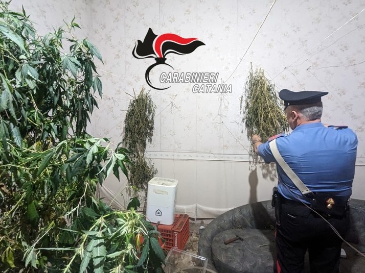 All’interno di una villetta una piantagione di marijuana