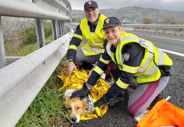 No all’abbandono degli animali. Lo spot della Polizia di Stato – VIDEO