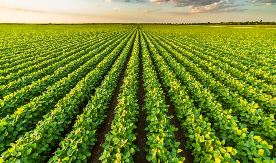Agricoltura: oltre 11 milioni per “diversificare”