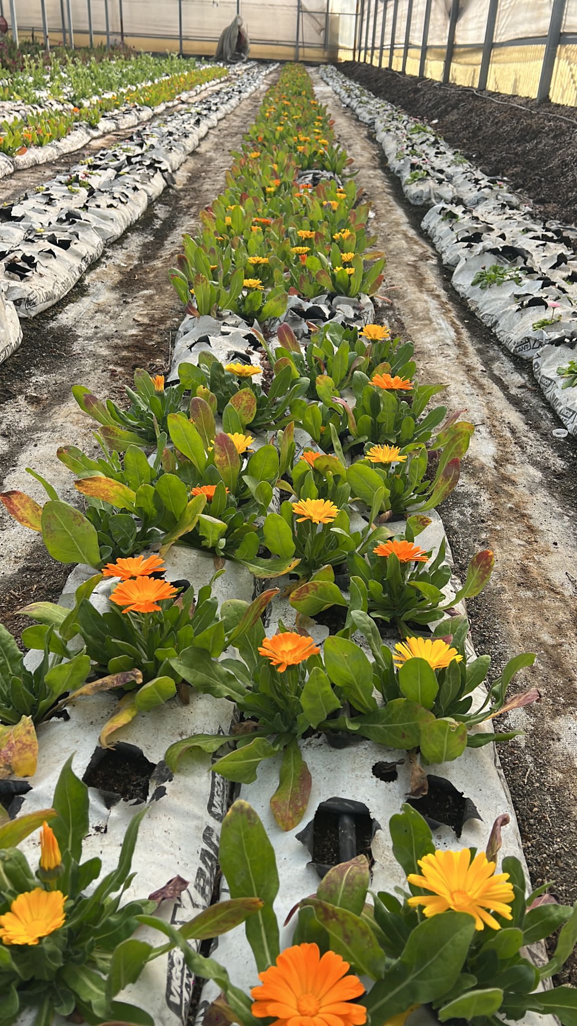 fiori officinali Progetto Smart Up, da scarti di produzione a integratori antiossidanti