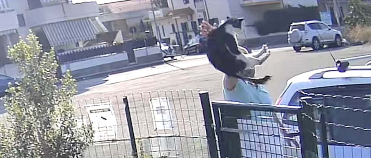 Lancia gatti A Riposto lancia gatti oltre la staccionata