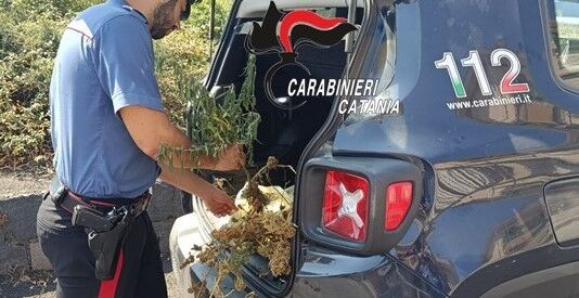 Coltivatore di canapa indiana Agricoltore coltivava canapa indiana