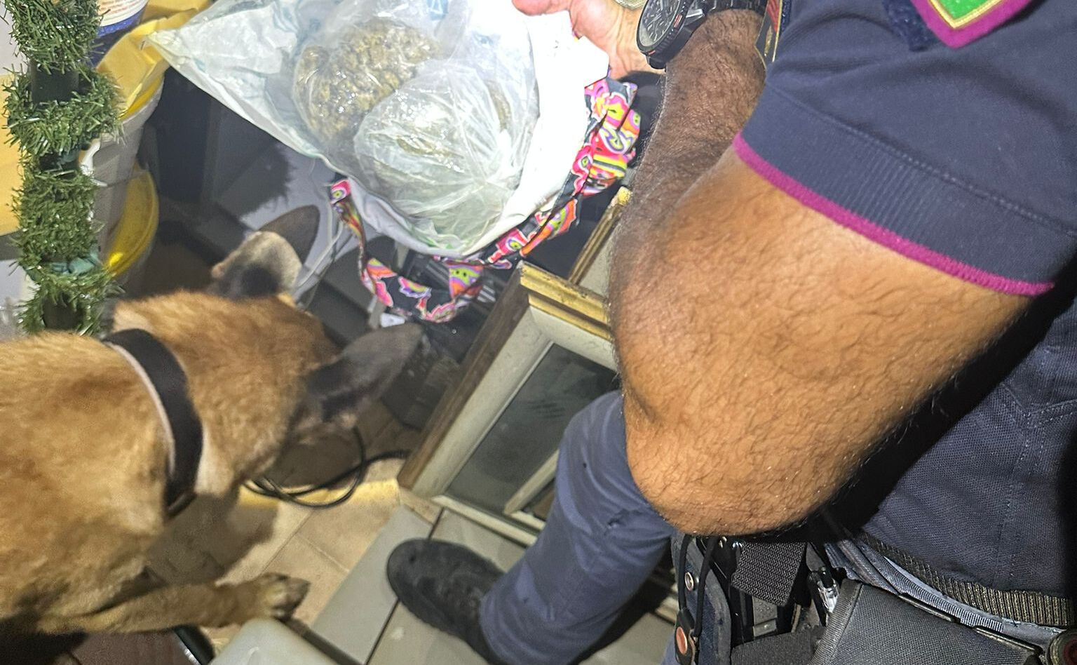 Maui è un poliziotto infallibile e trova 420 grammi di marijuana