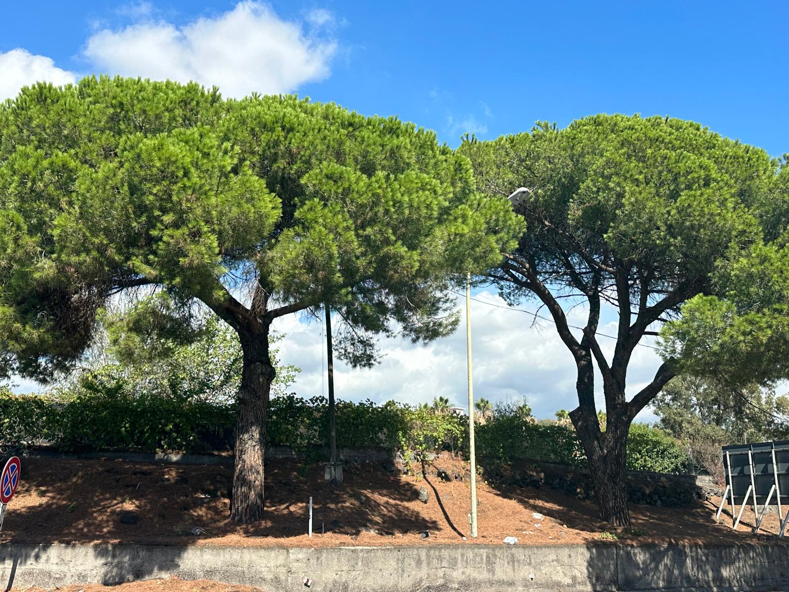 Acireale – alberi secolari Acireale, Scuole in Sport rinviato per maltempo