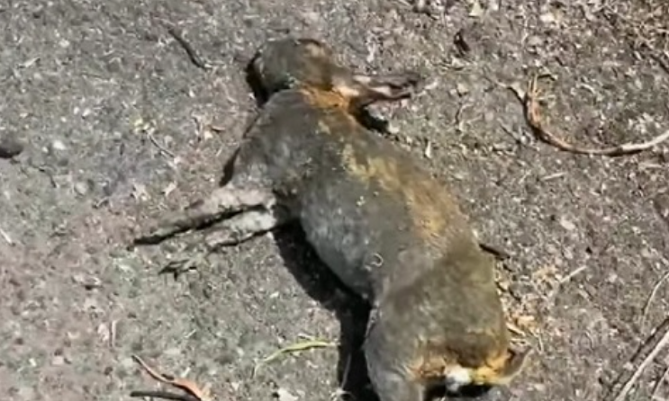 Partito Animalista Italiano contro la pre-apertura della caccia