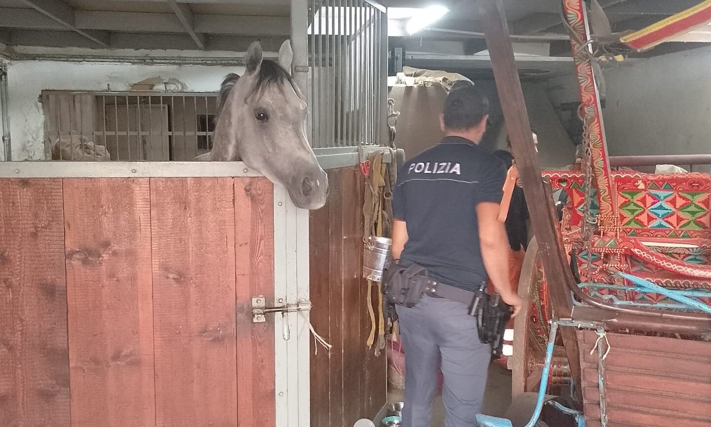 – UN CAVALLO NEL GARAGE, 42ENNE DI ACIREALE DENUNCIATO PER MALTRATTAMENTO DI ANIMALI E SANZIONATO PER 9 MILA EURO 3 Aci Castello, scoperta una stalla abusiva
