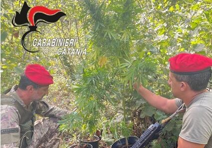 Piante di cannabis nelle vigne di Castiglione