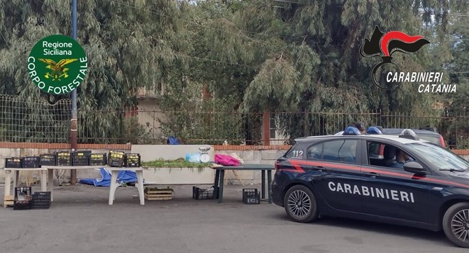 14 acireale+ forestale 2 Ambulante abusivo aveva deposito in mezzo ai rifiuti