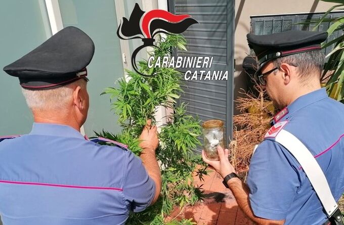 7. foto acireale piantag canapa Marijuana fai da te, scoperte due piantagioni