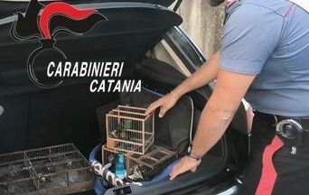 fOTO CARDELLINI Specie protette, liberati 35 cardellini