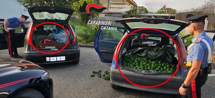 fiumefreddo avocadi Rubano 700 chili di avocado