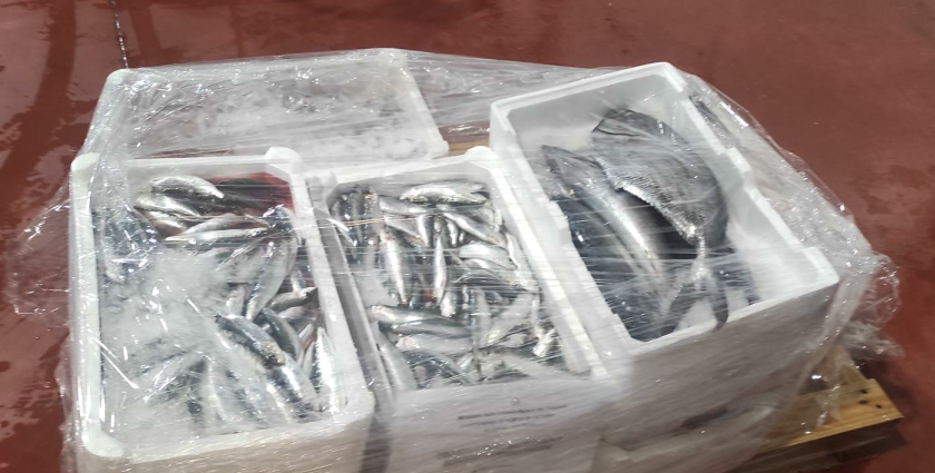 pesce Sequestrato circa 90kg di pesce da grossista nel Ripostese