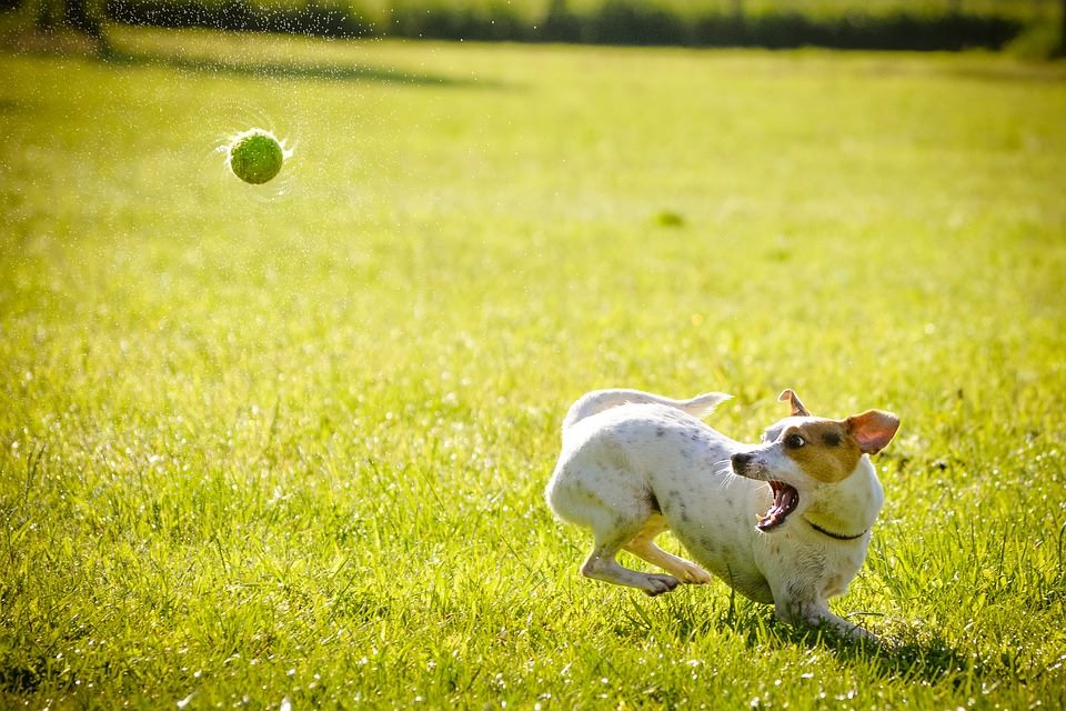465039081_8900813296625012_2191005678584811682_n Acireale, ecco il regolamento per le aree di sgambamento cani