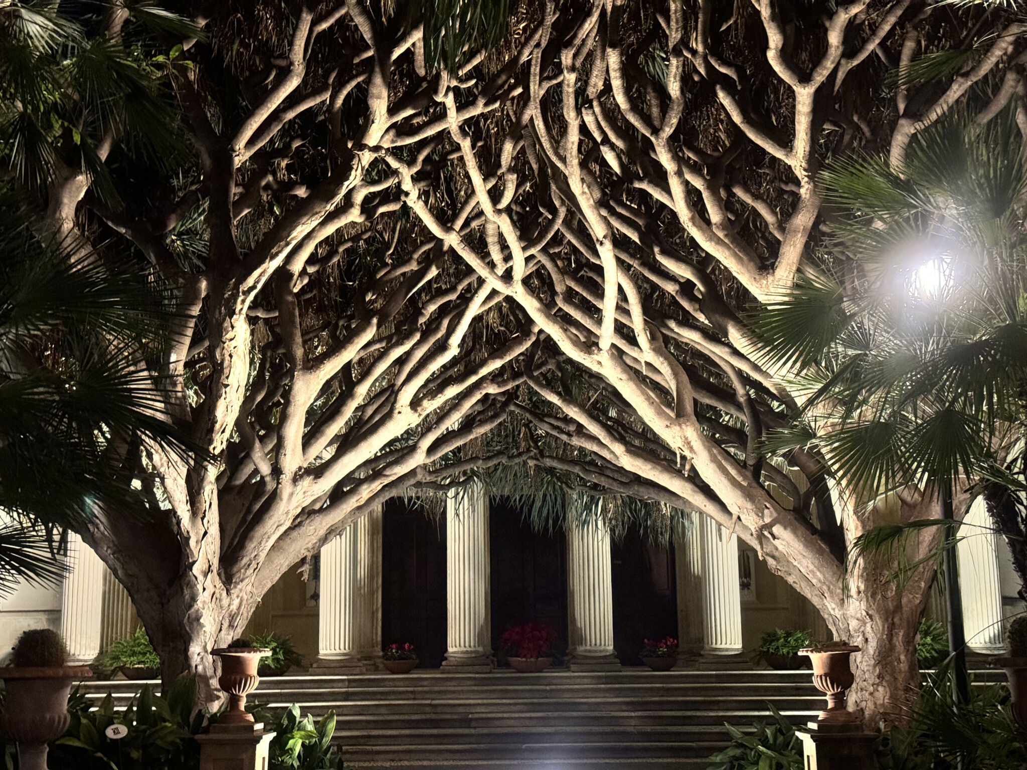 Bella di notte, il 21 dicembre visite all’Orto Botanico