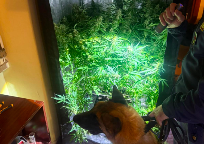 marijuana Coltivava marijuana in camera da letto