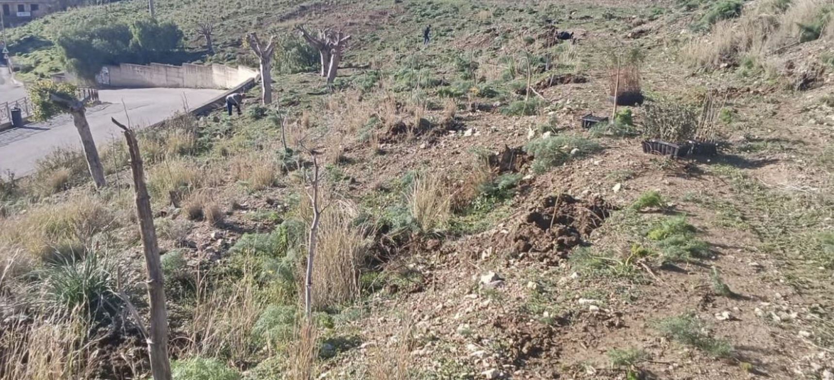 Castel Di Iudica Piantumazione di 6000 alberi e un futuro bosco a Castel Di Iudica