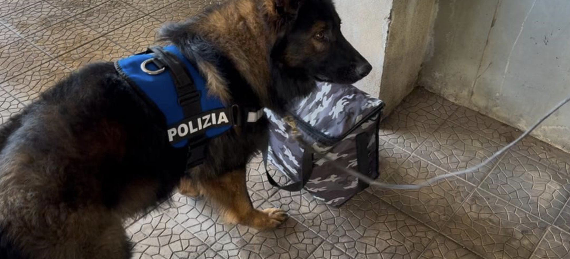 Screenshot 2025-04-29 alle 10.05.13 Zia Lisa: i cani scoprono un nascondiglio di stupefacenti