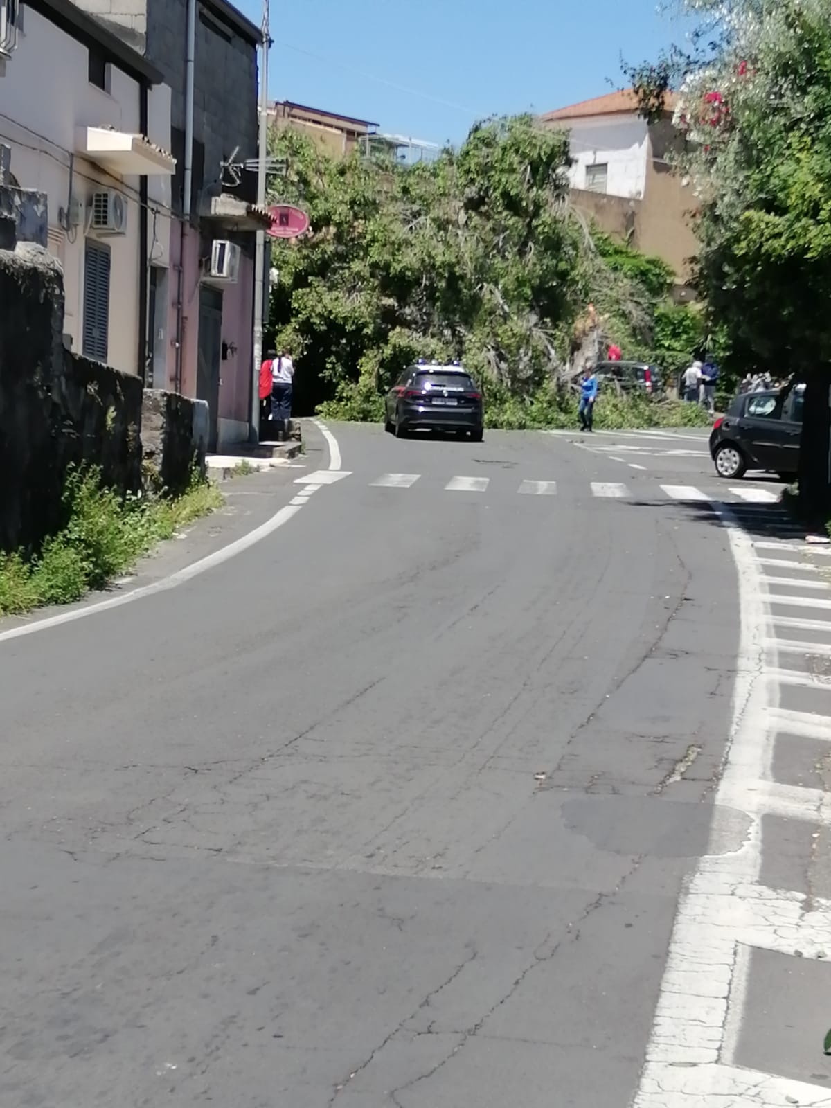 3cf98add-fd56-439c-925c-dcc3fb2f2bfe Cade un albero in via Sebastiano Catania, ci sono feriti