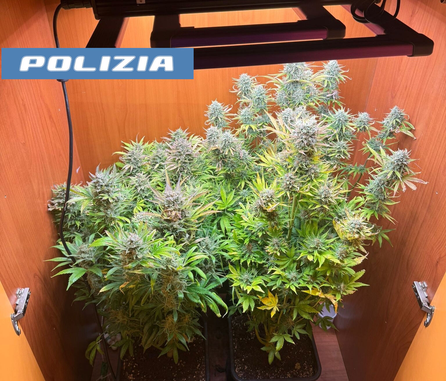 Librino, una serra di marijuana nel salotto di casa