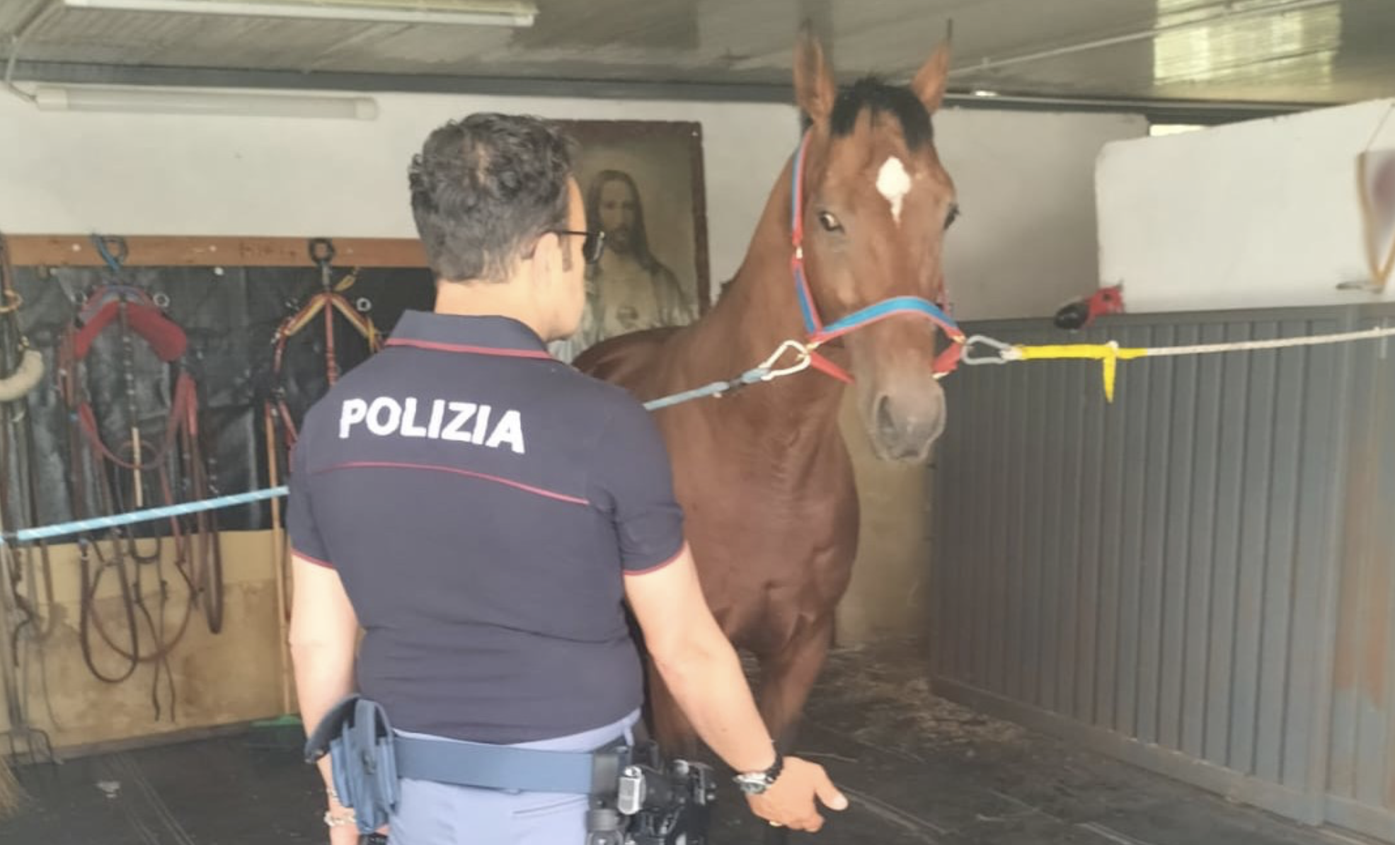 cavallo Cavallo maltrattato a Librino liberato dalla Polizia