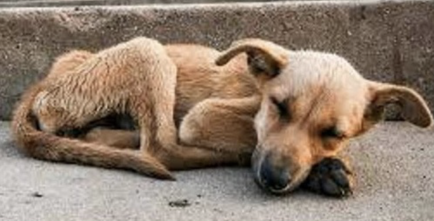Al via la campagna anti abbandono dei cani in estate