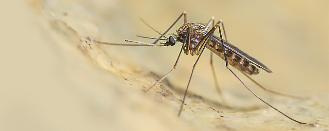 West Nile Virus in un cavallo nel Catanese: caso isolato
