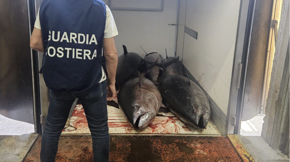 pesce Una tonnellata di pesce avariato e tonno rosso pescato illegalmente