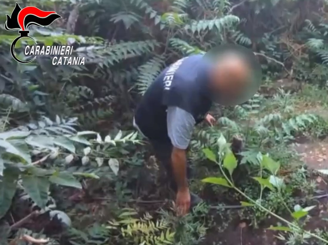 acireale 2 Nella Timpa una coltivazione di marijuana