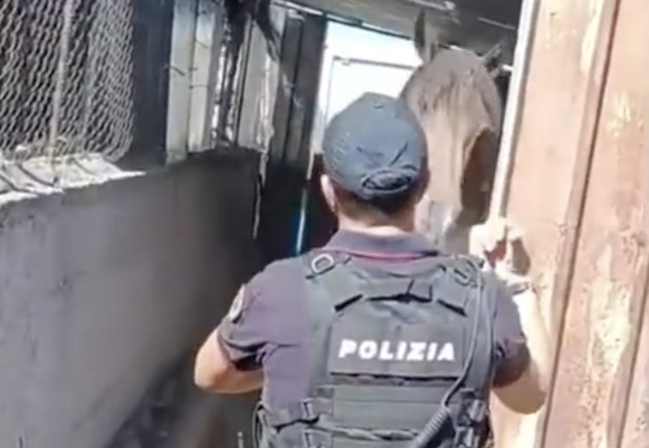 Screenshot Misterbianco, cavallo maltrattato e discarica sequestrata