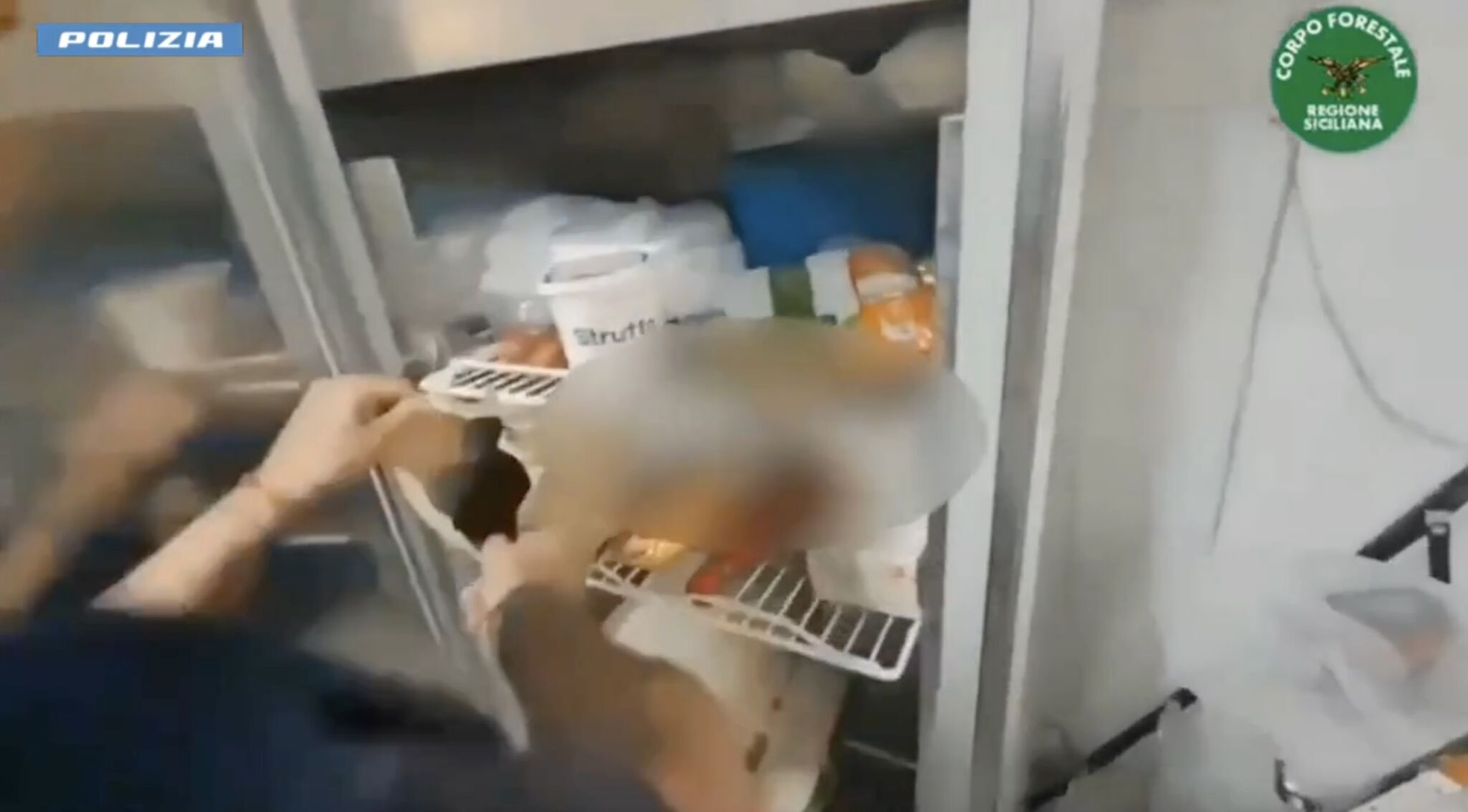 blatte panificio catania Catania, blitz nei locali: sospeso panificio per blatte